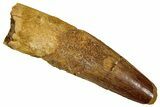 Fossil Spinosaurus Tooth - Real Dinosaur Tooth #353088-1